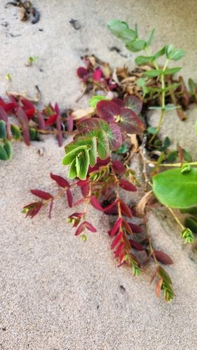 Euphorbia degeneri observed 2025-03-21