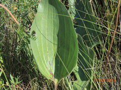 Plantago maxima