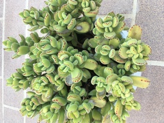Cotyledon tomentosa