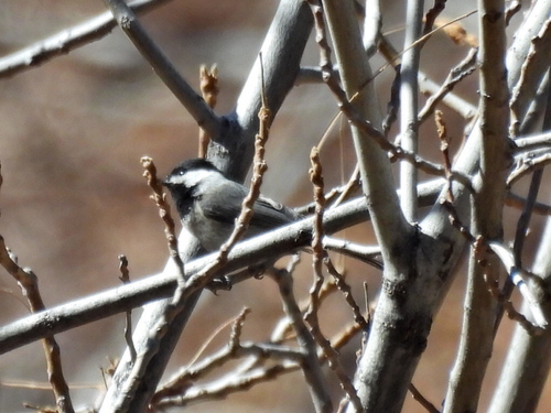 Mexican Chickadee (Poecile sclateri), photo 8
