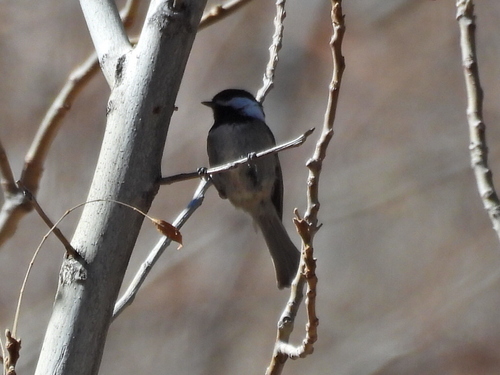 Mexican Chickadee (Poecile sclateri), photo 7