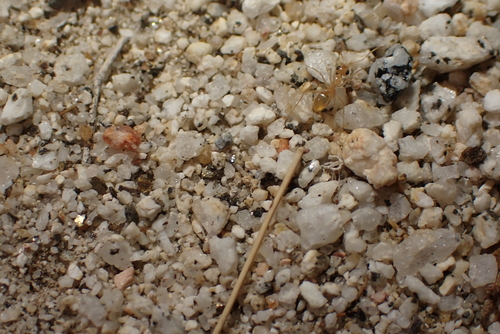 Ewart's Honeypot Ant