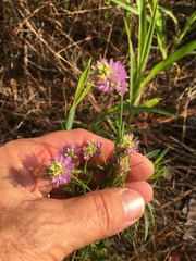 Polygala curtissii