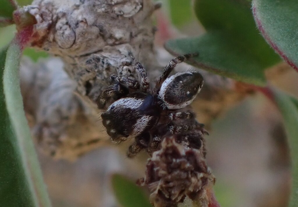 Metaphidippus diplacis