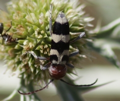 Chlorophorus trifasciatus