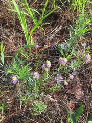 Polygala curtissii