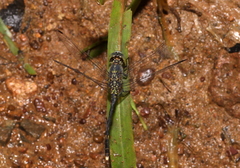 Diplacodes trivialis
