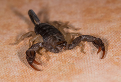 Euscorpius flavicaudis