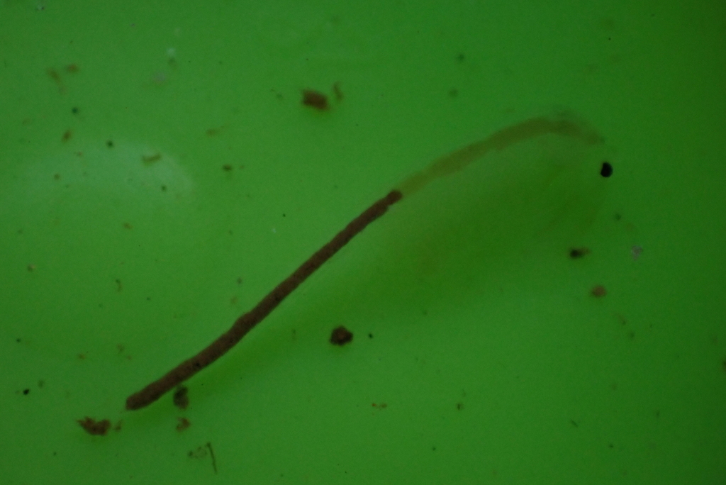 San Diego Fairy Shrimp