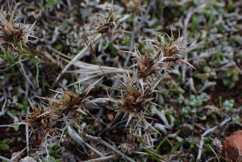 Image of Navarretia hamata by no rights reserved