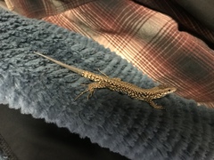 Podarcis muralis maculiventris