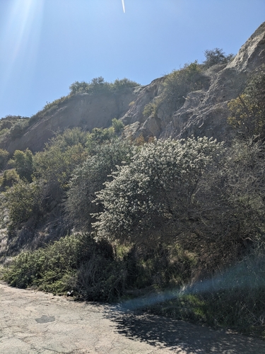 Image of Ceanothus megacarpus by (c) Aaron Kreisberg, some rights reserved (CC BY)