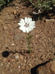 Blepharipappus scaber