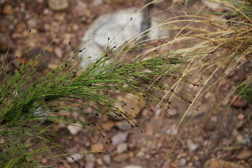 Handsome Pegreed (Restio subverticillatus)