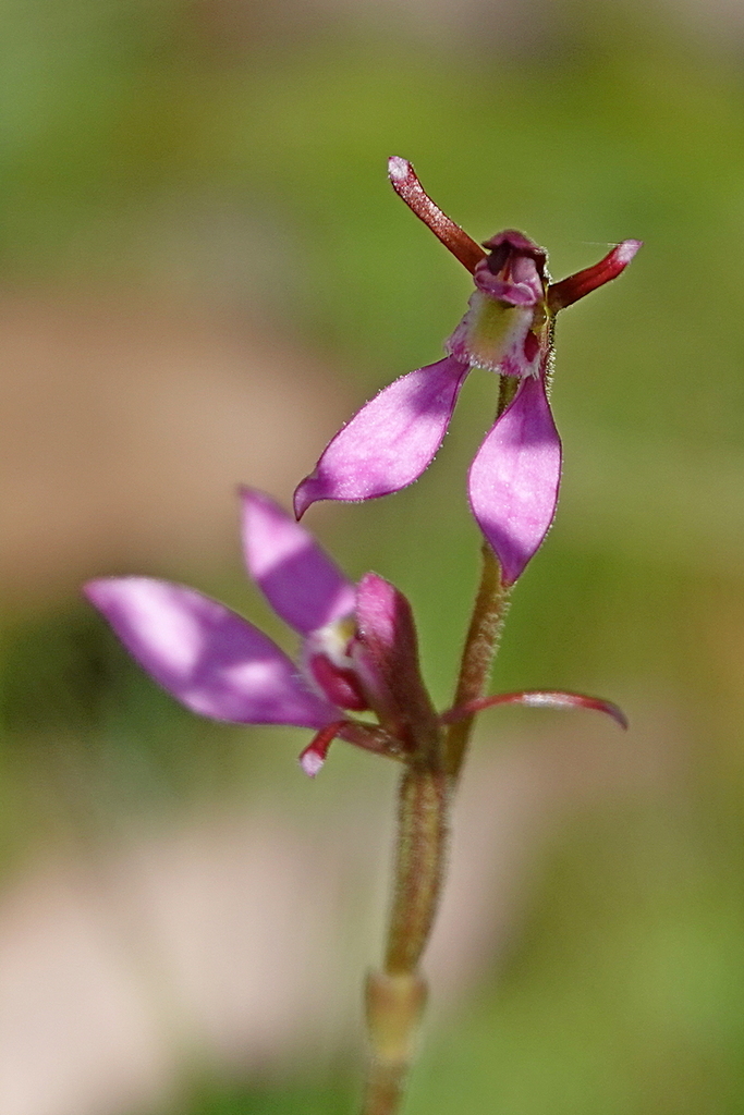 Eriochilus magenteus