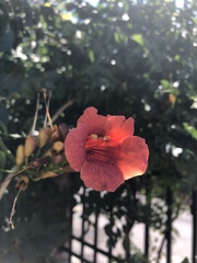 Campsis radicans