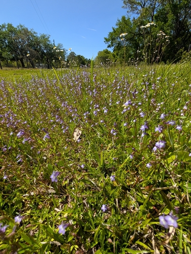 Image of Lobelia feayana by (c) Scott Allen Davis, some rights reserved (CC BY)