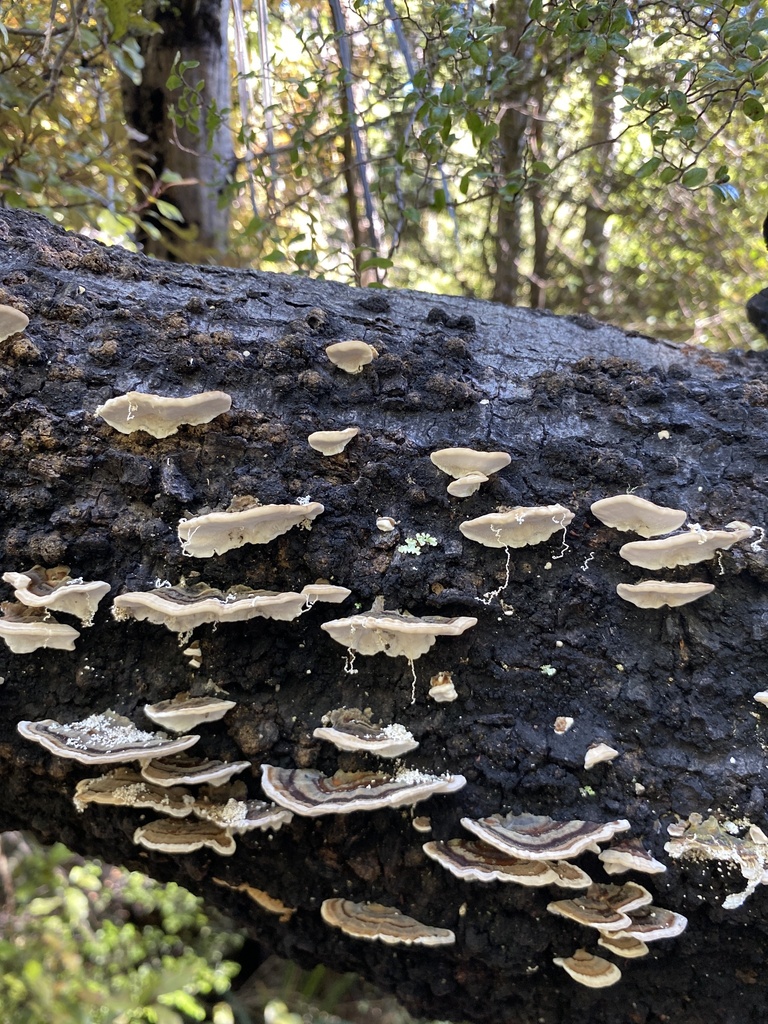 Trametes versicolor · March 2025 · photo: © jack12347 (iNaturalist, cc0)