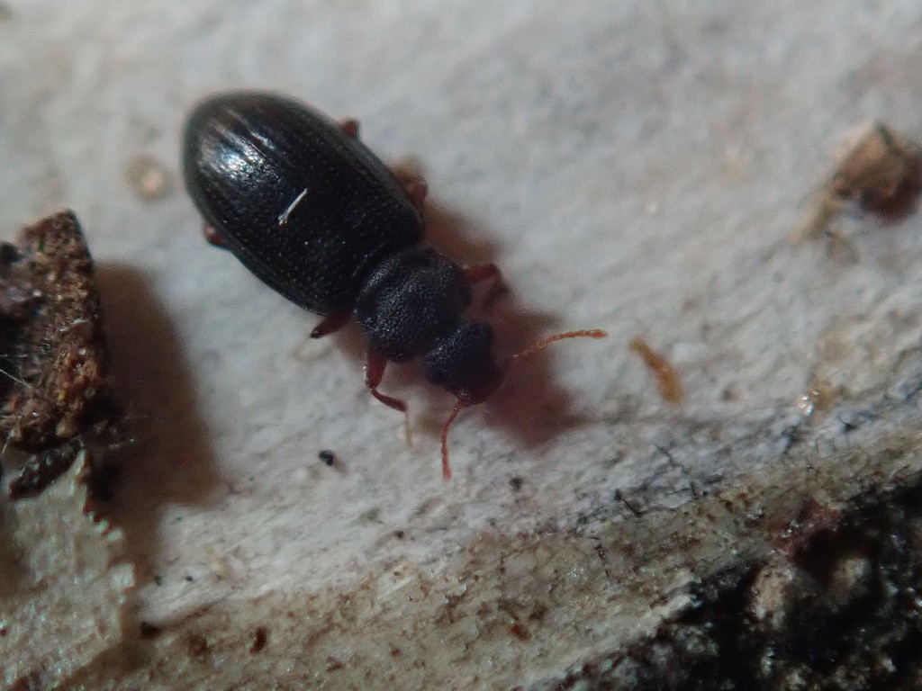 Enicmus rugosus