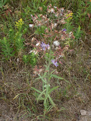 Lactuca pulchella