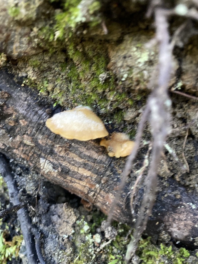 Crepidotus praecipuus · March 2025 · photo: © jack12347 (iNaturalist, cc0)