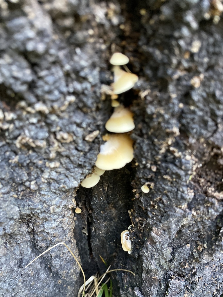 Crepidotus praecipuus · March 2025 · photo: © jack12347 (iNaturalist, cc0)