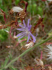 Lactuca pulchella