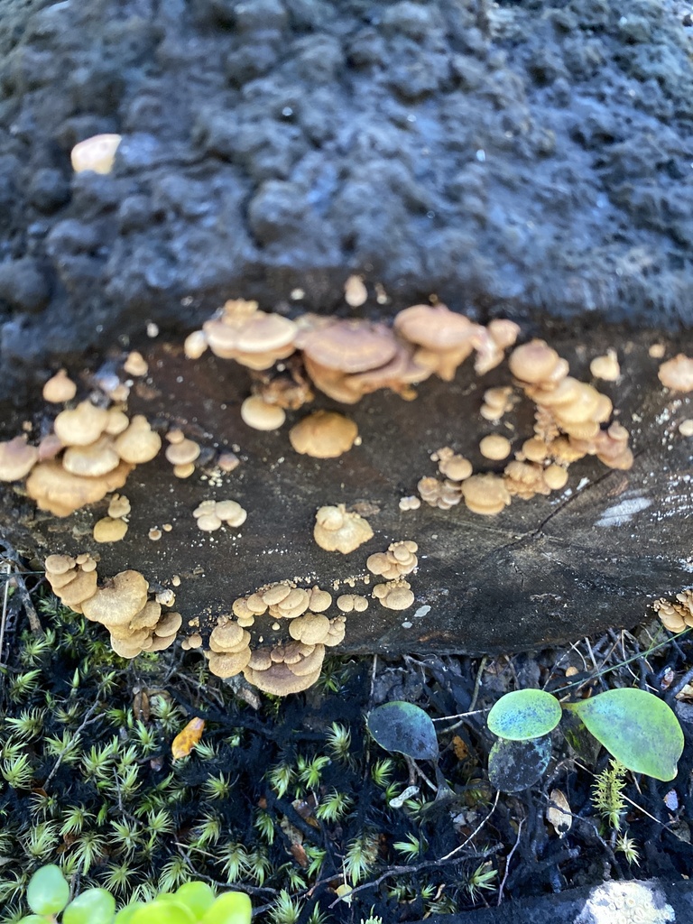 Panellus stipticus · March 2025 · photo: © jack12347 (iNaturalist, cc0)