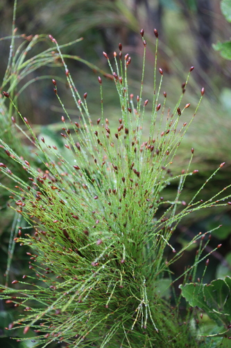Restio subverticillatus, photograph 3