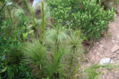 Restio subverticillatus, photograph author not stated, no rights reserved