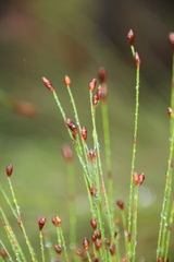 Restio subverticillatus, photograph author not stated, no rights reserved