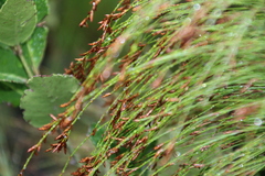 Restio subverticillatus, photograph author not stated, no rights reserved