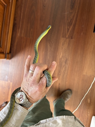 Common Tree Snake sighting