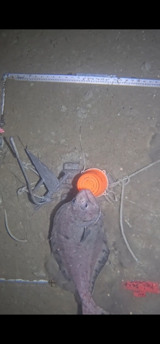 Arrowtooth flounder (Atheresthes stomias) — Pleuronectidae