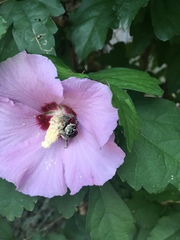 Bombus impatiens