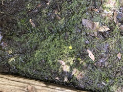 Utricularia geminiscapa