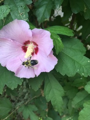 Bombus impatiens
