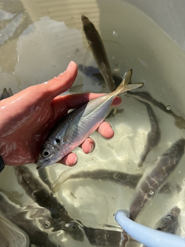 Horse Mackerel