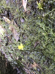 Utricularia geminiscapa