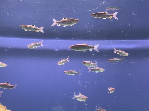 African red-eyed characin (Arnoldichthys spilopterus) — Alestidae — 4