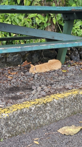 Felis catus observed 2025-03-21