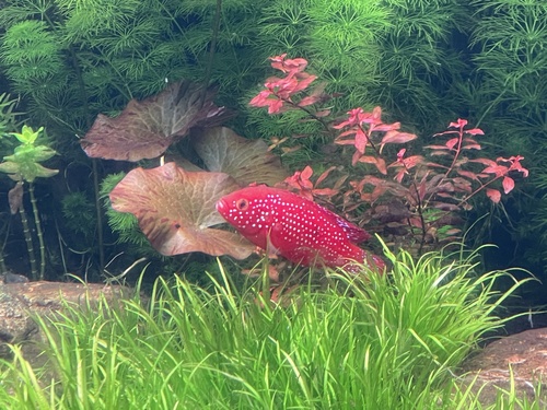 Blood-red jewel cichlid (Hemichromis lifalili) — Cichlidae — 5