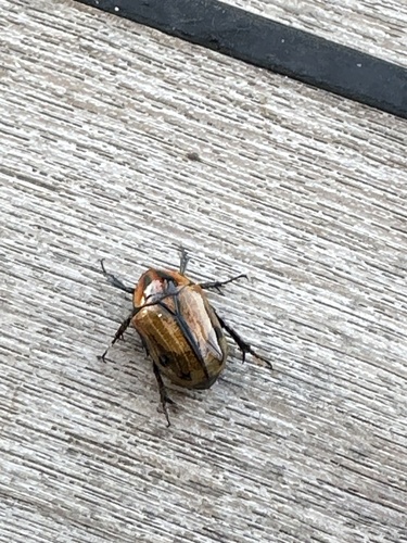 Photo of Velvety East Coast Fruit Chafer (Atrichiana placida)