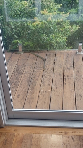 Common Tree Snake sighting