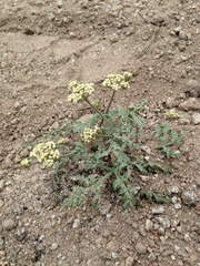 Lomatium nevadense nevadense