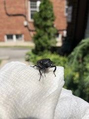 Osmoderma scabra