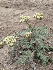 Lomatium nevadense nevadense