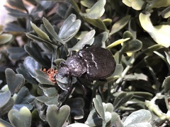 Osmoderma scabra