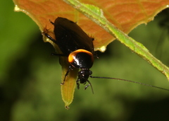 Hemithyrsocera palliata