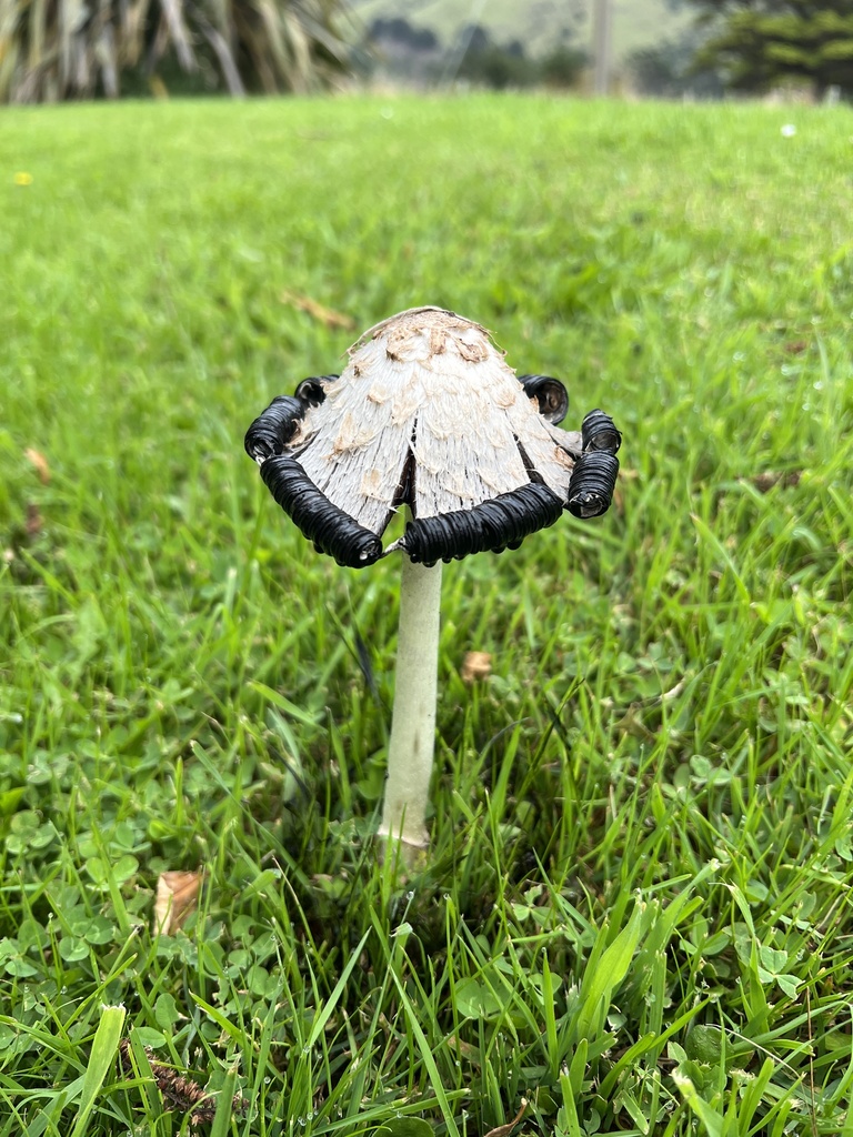 Coprinus comatus · March 2025 · photo: © adzebill (iNaturalist, cc0)